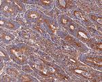 ACTR1B Antibody in Immunohistochemistry (Paraffin) (IHC (P))