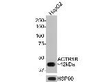 ACTR1B Antibody in Western Blot (WB)