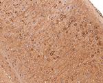 TPMT Antibody in Immunohistochemistry (Paraffin) (IHC (P))