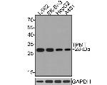 TPMT Antibody in Western Blot (WB)