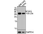 MDH2 Antibody in Western Blot (WB)