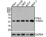 ITPK1 Antibody in Western Blot (WB)