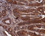 Oncostatin M Antibody in Immunohistochemistry (Paraffin) (IHC (P))