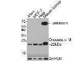 Oncostatin M Antibody in Western Blot (WB)