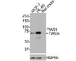 PIAS1 Antibody in Western Blot (WB)