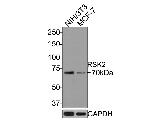 RSK2 Antibody in Western Blot (WB)