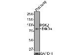 RSK2 Antibody in Western Blot (WB)