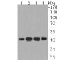 BCKDK Antibody in Western Blot (WB)