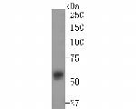 MEF2A/MEF2C Antibody in Western Blot (WB)
