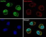 NUP50 Antibody in Immunocytochemistry (ICC/IF)