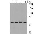 NUP50 Antibody in Western Blot (WB)