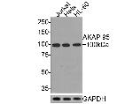 AKAP8 Antibody in Western Blot (WB)
