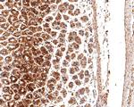 HINT1 Antibody in Immunohistochemistry (Paraffin) (IHC (P))