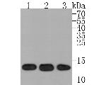 HINT1 Antibody in Western Blot (WB)