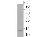 HINT1 Antibody in Western Blot (WB)