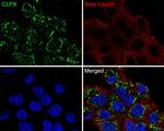 CLPX Antibody in Immunocytochemistry (ICC/IF)