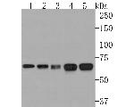 CLPX Antibody in Western Blot (WB)