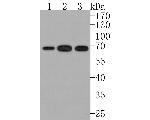 CLPX Antibody in Western Blot (WB)