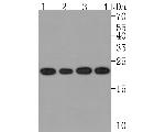 RAB5C Antibody in Western Blot (WB)