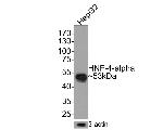 HNF4A Antibody in Western Blot (WB)