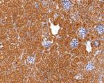 UBE2L3 Antibody in Immunohistochemistry (Paraffin) (IHC (P))