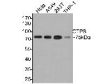 CTPS Antibody in Western Blot (WB)