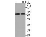 CTPS Antibody in Western Blot (WB)