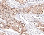 TCEB2 Antibody in Immunohistochemistry (Paraffin) (IHC (P))