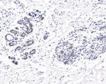 TCEB2 Antibody in Immunohistochemistry (Paraffin) (IHC (P))