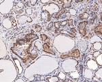 TCEB2 Antibody in Immunohistochemistry (Paraffin) (IHC (P))