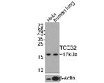 TCEB2 Antibody in Western Blot (WB)