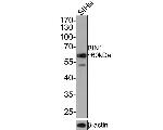 BIN1 Antibody in Western Blot (WB)