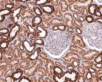 UQCRH Antibody in Immunohistochemistry (Paraffin) (IHC (P))