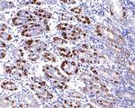 UQCRH Antibody in Immunohistochemistry (Paraffin) (IHC (P))