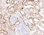 PAX8 Antibody in Immunocytochemistry (ICC/IF)