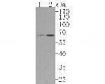 IKZF3 Antibody in Western Blot (WB)