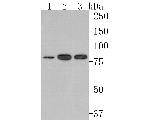 MUT Antibody in Western Blot (WB)