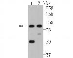 MUT Antibody in Western Blot (WB)