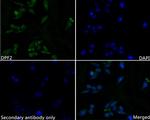 DPF2 Antibody in Immunocytochemistry (ICC/IF)