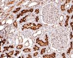 DPF2 Antibody in Immunohistochemistry (Paraffin) (IHC (P))