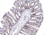 DPF2 Antibody in Immunohistochemistry (Paraffin) (IHC (P))