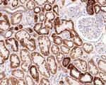 Kallikrein 8 Antibody in Immunohistochemistry (Paraffin) (IHC (P))