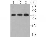 Kallikrein 8 Antibody in Western Blot (WB)