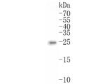 ITPA Antibody in Western Blot (WB)