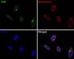 TMF1 Antibody in Immunocytochemistry (ICC/IF)