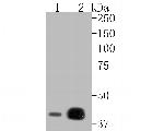 HMGCS2 Antibody in Western Blot (WB)