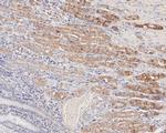 EDG2 Antibody in Immunohistochemistry (Paraffin) (IHC (P))