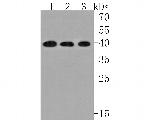 EDG2 Antibody in Western Blot (WB)