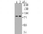 MFN2 Antibody in Western Blot (WB)