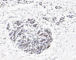 USP39 Antibody in Immunohistochemistry (Paraffin) (IHC (P))